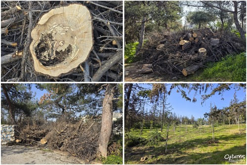 Η Διεύθυνση Πρασίνου & Περιβάλλοντος του Δήμου Νίκαιας – Αγίου Ιωάννη Ρέντη έχει εκπονήσει σχέδιο αξιοποίησης και αναζωογόνησης για το Άλσος Αγίου Φιλίππου, τον μεγαλύτερο χώρο πρασίνου της πόλης και έναν από τους σημαντικότερους στην ευρύτερη περιοχή του Πειραιά.
