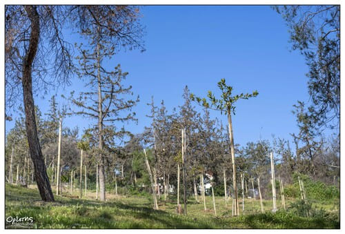 Η Διεύθυνση Πρασίνου & Περιβάλλοντος του Δήμου Νίκαιας – Αγίου Ιωάννη Ρέντη έχει εκπονήσει σχέδιο αξιοποίησης και αναζωογόνησης για το Άλσος Αγίου Φιλίππου, τον μεγαλύτερο χώρο πρασίνου της πόλης και έναν από τους σημαντικότερους στην ευρύτερη περιοχή του Πειραιά.