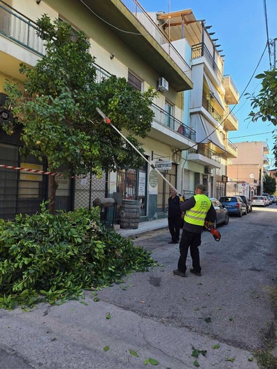 Ξεκίνησε η νέα κλαδευτική περίοδος στον Δήμο Νίκαιας – Αγίου Ιωάννη Ρέντη, με τις εργασίες να έχουν ήδη αρχίσει τη Δευτέρα 5 Οκτωβρίου